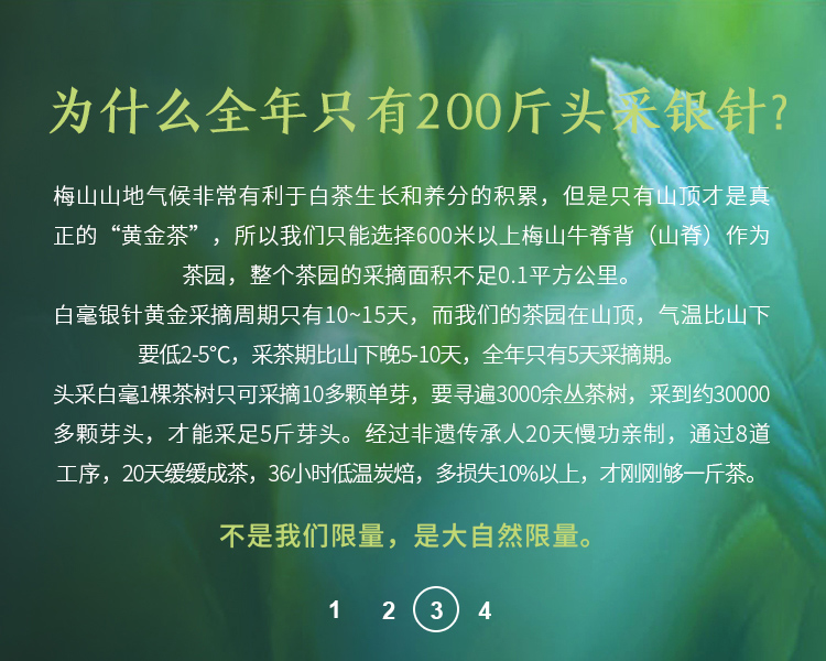 為什么全年只有200斤頭采銀針？